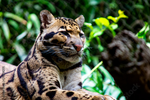 portrait of a snow leopard