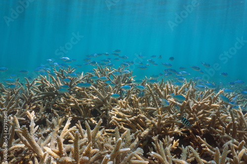 Fototapeta Naklejka Na Ścianę i Meble -  Underwater staghorn coral with a school of fish ( damselfish mostly Chromis viridis), Pacific ocean, American Samoa
