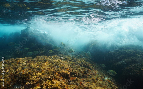 Underwater wave breaking on rock with sargo sea breams fish, Mediterranean, France
