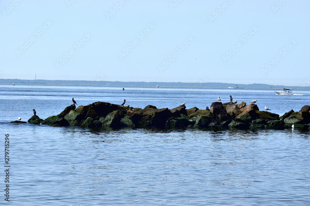 Fototapeta premium Birds in the beach