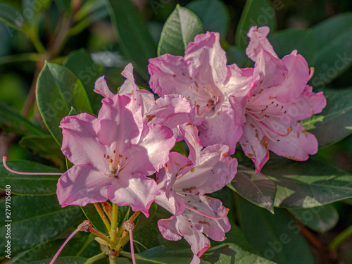 Pink Lilly