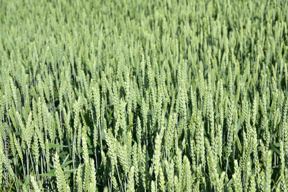 Background of a green wheat field in Germany Background of a green wheat field in Germany