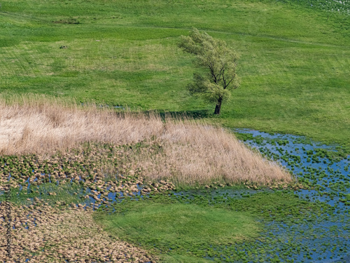 A lone tree in the swamp on a sunny spring afternoon in Consorzio Riserva Naturale Pian di Spagna - Lago di Mezzola photo