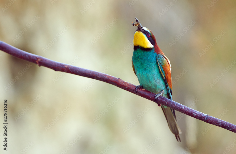 Fototapeta premium European bee eater (Merops apiaster)
