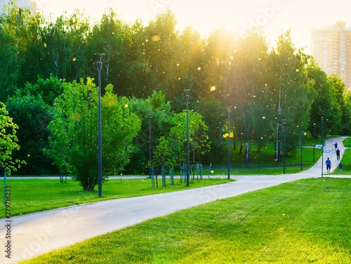 Fototapeta Naklejka Na Ścianę i Meble -  road in the park