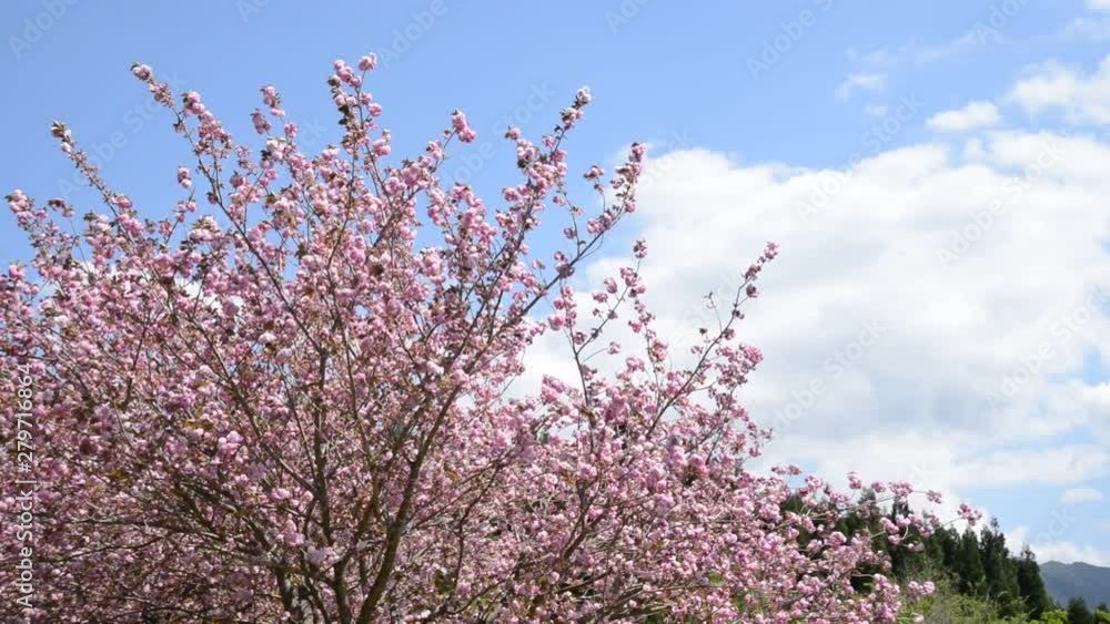青空の下の八重桜の花 青空の下の八重桜の花