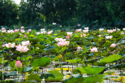 blossom water lily flower in the pond