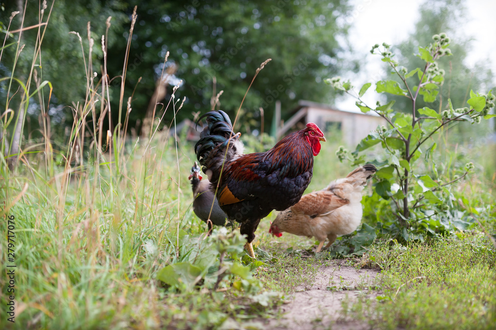 Fototapeta premium Darken cockerel and his light yellow hen roam freely in the yard near the coop. Rooster with a frostbitten comb