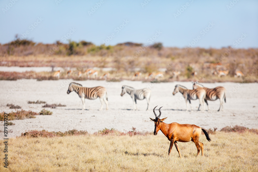 Topi antelope in Etosha Namibia