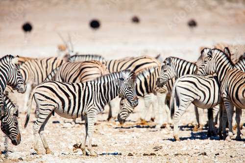 Zebras in Etosha Namibia