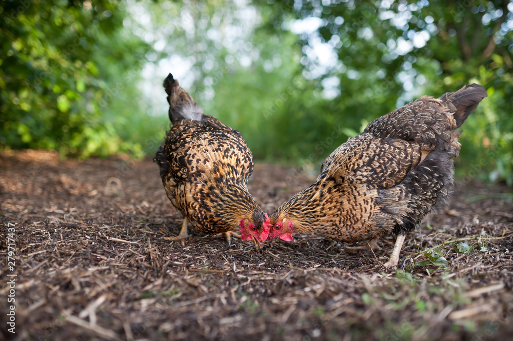 Two mottled chickens look at the worm hidden in last year's straw. Beautiful chicken of the Russian breed Kuchinskaya-Jubileinaya walks in the yard against the background of green trees and bushes.