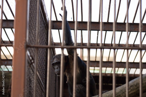 chimpanzee holding onto the bars photo