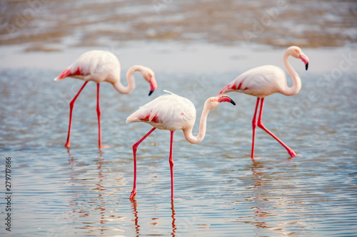 Flock of flamingos © BlueOrange Studio