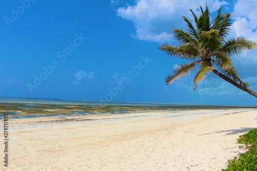 Foto tropical beach with palm tree