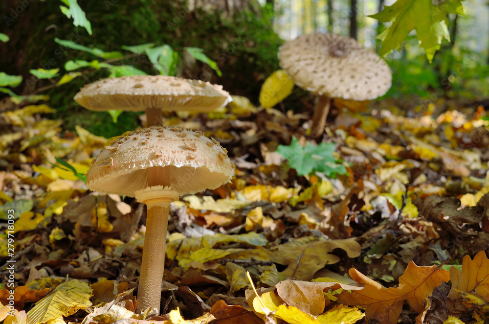 Mushrooms growing in the woods among the fallen leaves. Amanita rubescens. Mushrooms growing in the woods among the fallen leaves. Amanita rubescens.