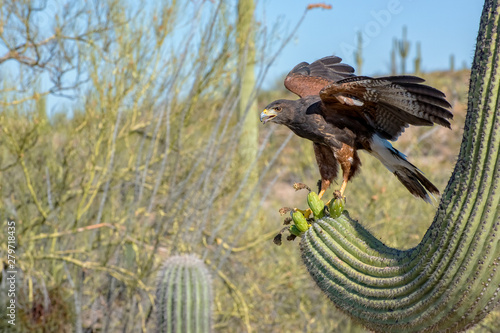 Juvenile Harris's Hawk landing on a Saguaro with Wings Spread