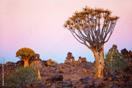 Quiver tree forest in Namibia