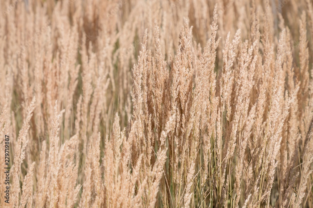 Fluffy high grass, dry grass background. Nature light background Fluffy high grass, dry grass background. Nature light background