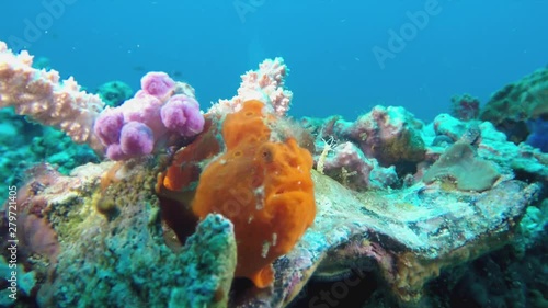 Underwater Macro Closeup Of  Camouflaged & Angry Grumpy Looking Orange Frog Fish On Colorful Coral At Malapascua Island Cebu Visayan Sea Philippines photo