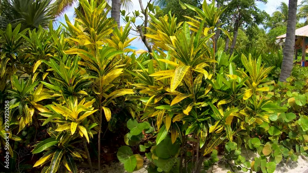 Nice panning shot of these beautiful tropical plants Segment 1 of 4 in slow motion. One part of a longer clip when placed together Nice panning shot of these beautiful tropical plants Segment 1 of 4 in slow motion. One part of a longer clip when placed together