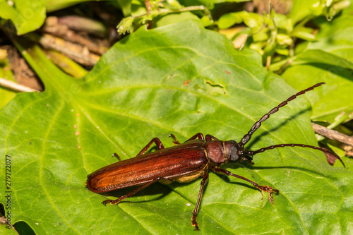 Brown Prionid Beetle (Orthosoma brunneum)