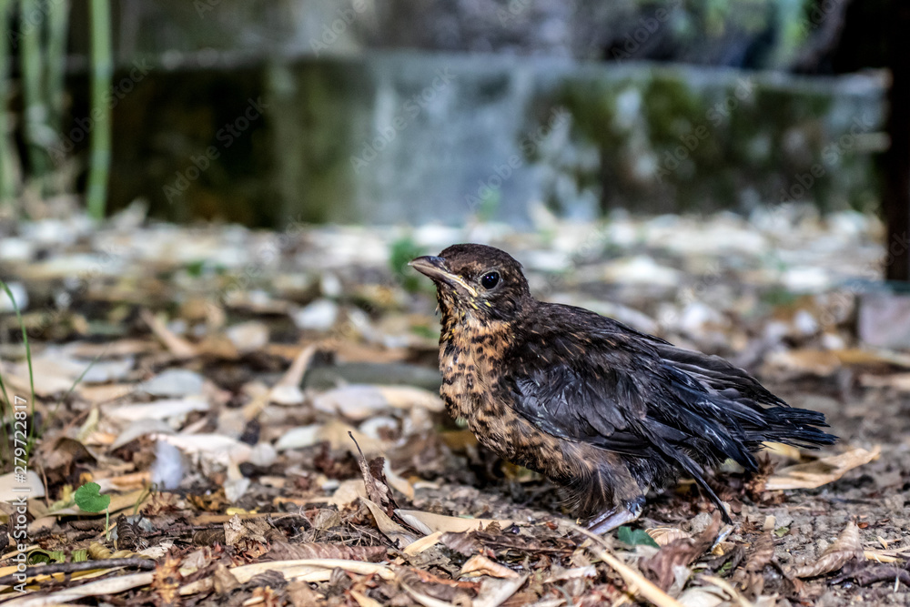 The song thrush chick walks in the garden