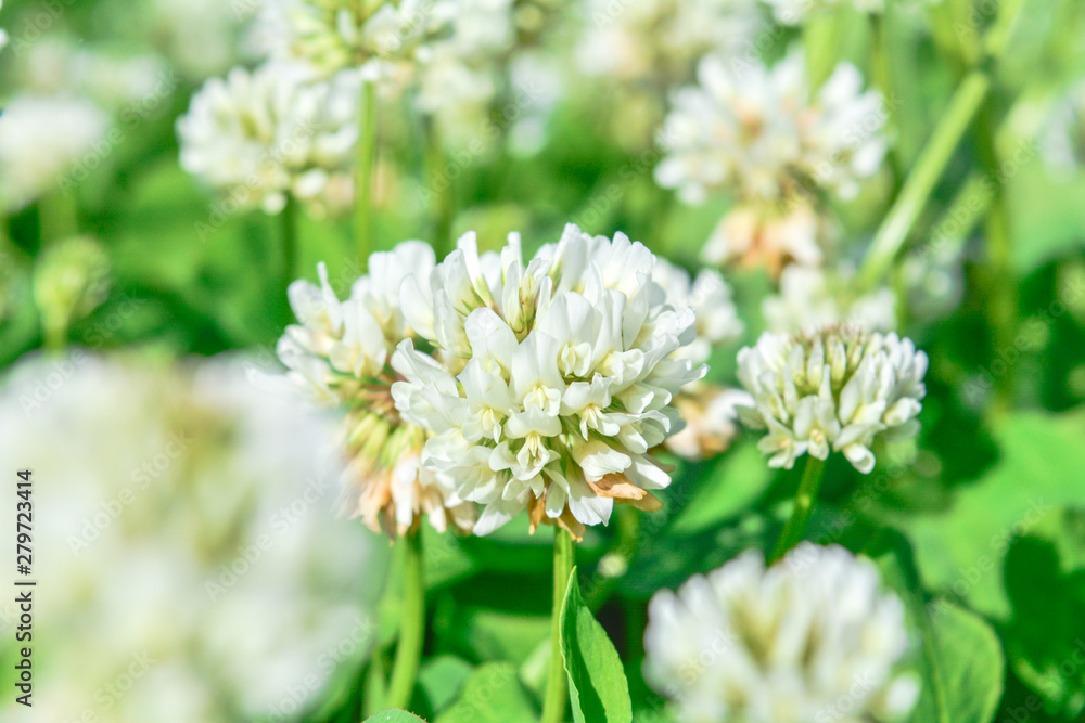 White clover aka Trifolium repens in grass on summer meadow. Shamrock flower White clover aka Trifolium repens in grass on summer meadow. Shamrock flower