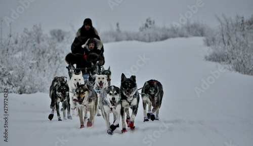 Mushing dogs