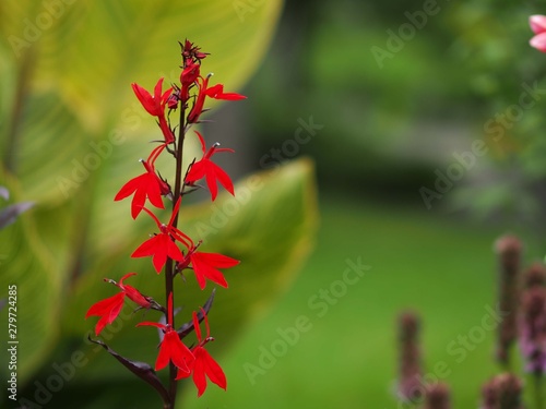赤いロベリアの花 © gorosuke