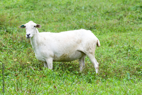 View of one white sheep standing