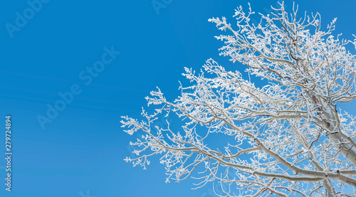 Frost Covered Aspen Tree