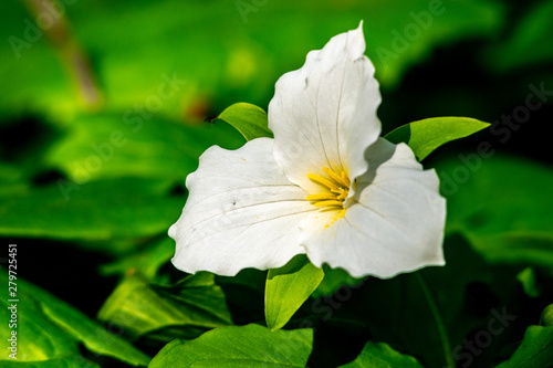 Photos A white trillium (Trillium grandiflorum) flower against dark green leaves at Pot