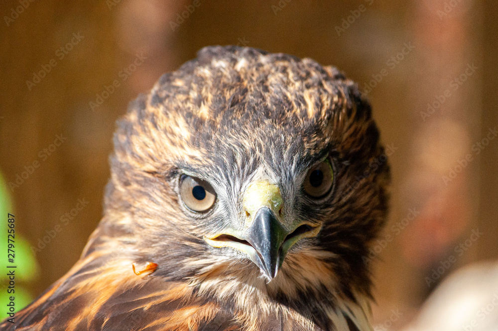 Obraz premium Red-Tailed Hawk