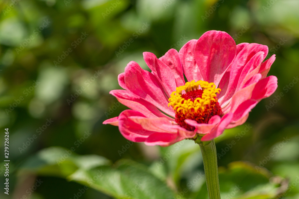 red flower