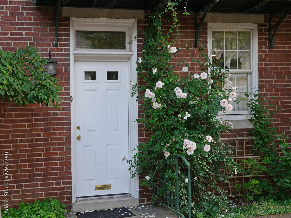 Fototapeta premium white front door with white climbing rose bush
