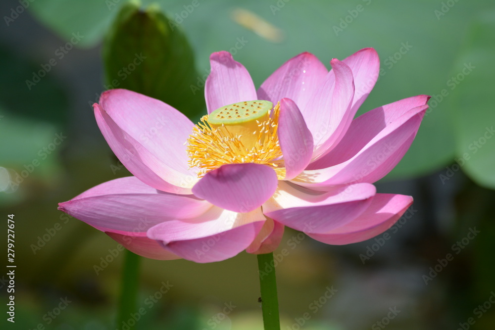 lotus in pond