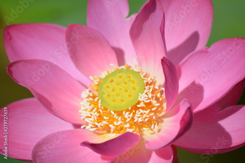 pink lotus flower