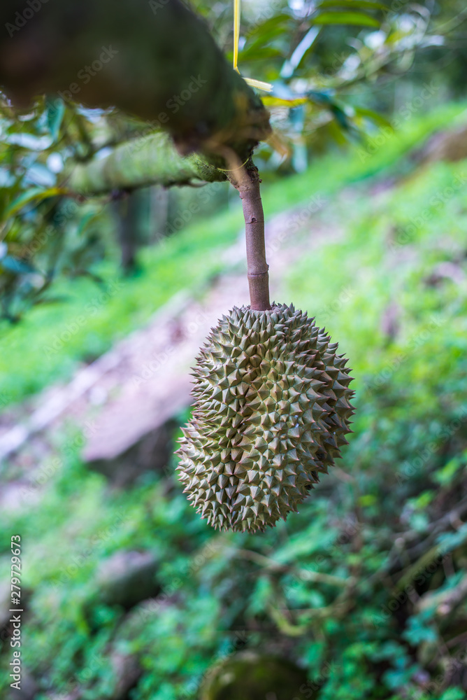 Durian tree, Fresh durian fruit on tree Durian tree, Fresh durian fruit on tree