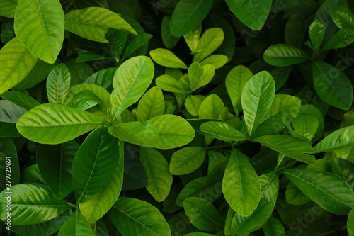 Green leaves for natural background