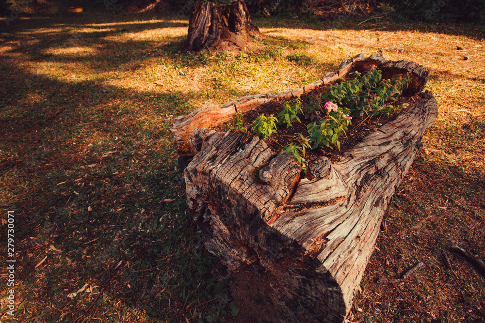 Fototapeta premium Flowers and sprouts are born in the old tree trunk
