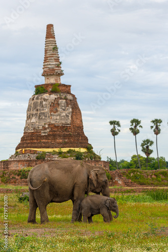 Elephant family in ancient field at Ayutthaya Historical Park in Ayutthaya, Thailand © pomphotothailand