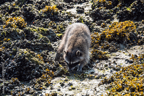 one cute raccoon digging on the rocky shore line covered with algae to find food on a sunny morning  photo