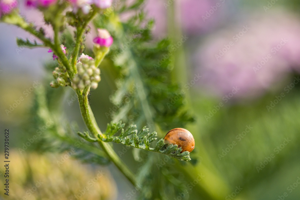 small snail with brown shell resting at the tip of yarrow plant leaf with blurry green background under the morning sun light small snail with brown shell resting at the tip of yarrow plant leaf with blurry green background under the morning sun light