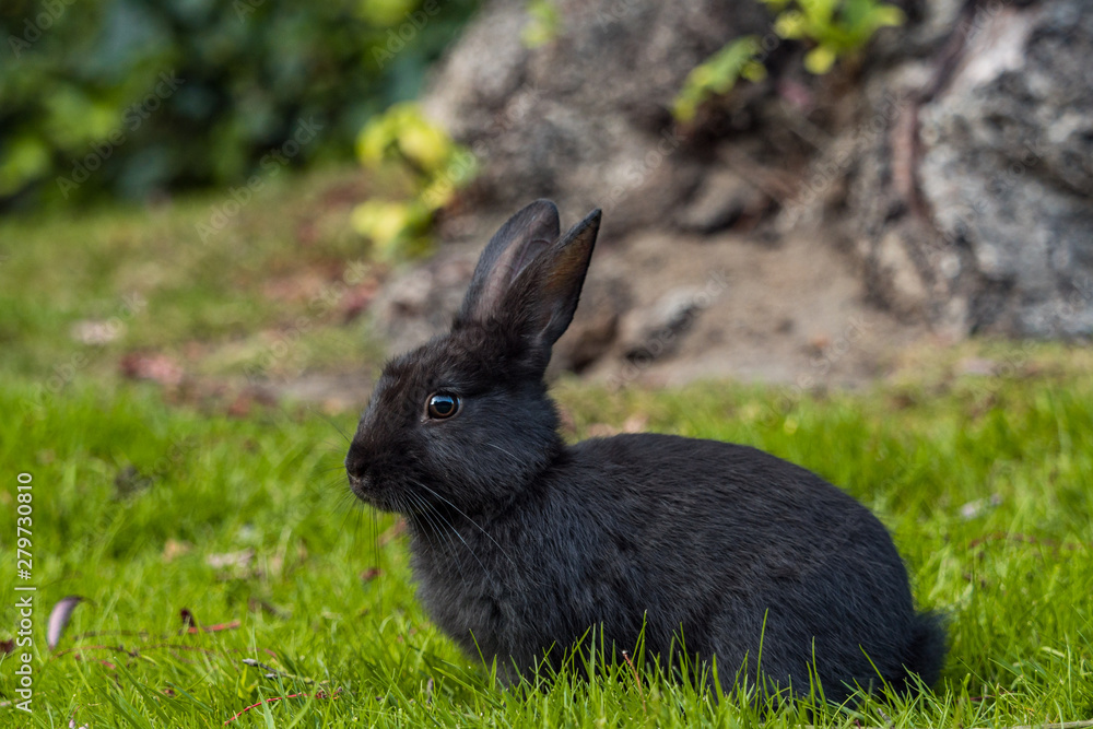 side portrait of a cute black bunny laying on green grass field side portrait of a cute black bunny laying on green grass field