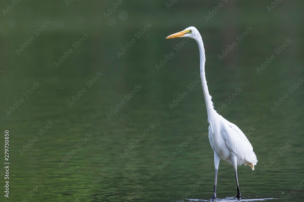Naklejka premium Great Egret
