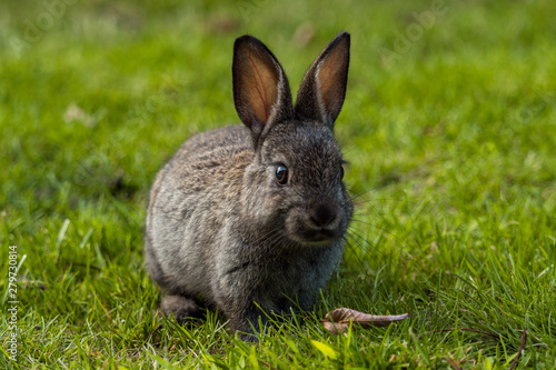 cute tiny grey bunny sitting on green grasses in the park while staring at you and chewing a grass in its mouth