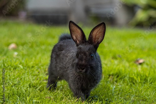 cute little black bunny walking towards you on green grass field