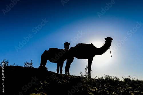 Photography silhouette of camel in the desert, photo as background