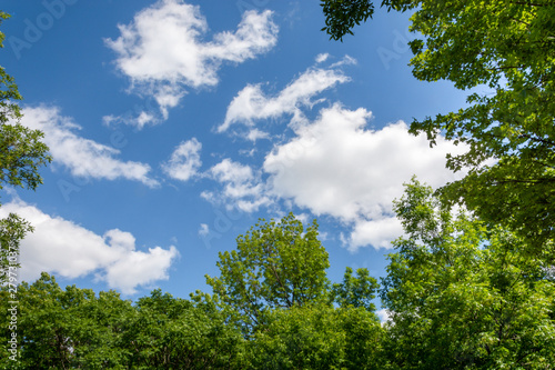 A view of a blue sky with some cumulus clouds and trees framing the scene