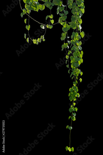 Carta da parati plant leaves tropic creeping plant isolated on black background